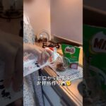 残業終わりのお弁当作り🍙 #shorts #vlog #お弁当 #自炊 #簡単レシピ #じゃがいもレシピ #ピーマンの肉詰め