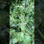 紫蘇の実しょうゆ漬け　#簡単レシピ #野菜レシピ #簡単美味しい #作り置きレシピ #常備菜