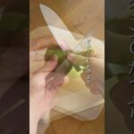 材料２つ、食べる美容スイーツ 【キウイの甘酒アイス】 #美肌レシピ #麹レシピ #麹調味料 #甘酒 #甘酒スイーツ