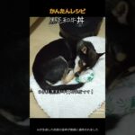 簡単レシピ　黒毛和牛丼　#ショート #時短レシピ #弁当 #ランチ #柴犬との暮らし #くろ豆