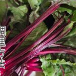 サラダビーツてどんな野菜?2種類レシピ作ってみた!