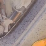 お弁当の下拵え🧑🍳ライブ配信アーカイブ🎙️