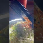 キャベツの美腸サラダ #ダイエットレシピ #簡単レシピ #レシピ #cooking #野菜レシピ #料理 #ななレシピ #腸活ダイエット