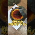 帰宅後でも作れる坊ちゃんかぼちゃプリン #かぼちゃプリン #簡単レシピ #スイーツ