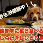 【ダイエット！？】しらたき副菜レシピ５品！満腹食べて罪悪感ゼロ