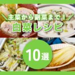 【白菜レシピ10選】シチューや餃子などのメインおかずから漬物など作り置きできるものまで!