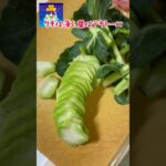 蒸しノルウェーサーモン丼 #料理 #まいにちごはん #レシピ動画 #cooking #food #leledebea #自炊 #ノルウェーサーモン #天栄米 #蒸しサーモン